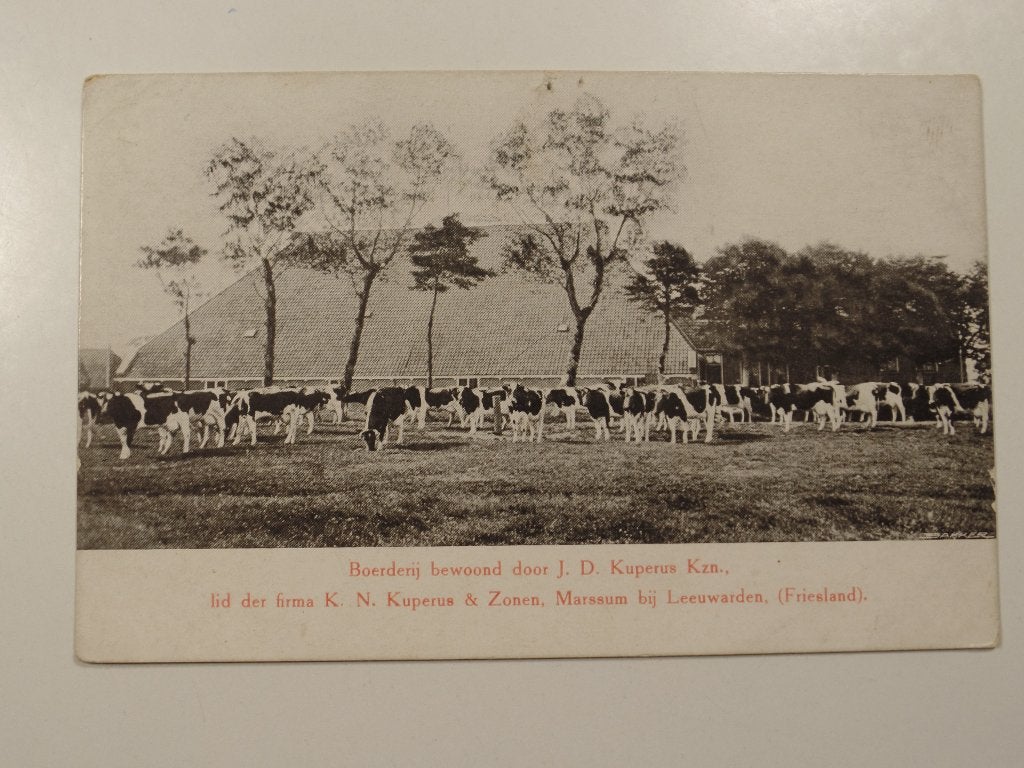 Boerenleven / Mooi Friesland Marssum Boerderij koeien, Ophalen of Verzenden, Voor 1920, Gelopen, Friesland
