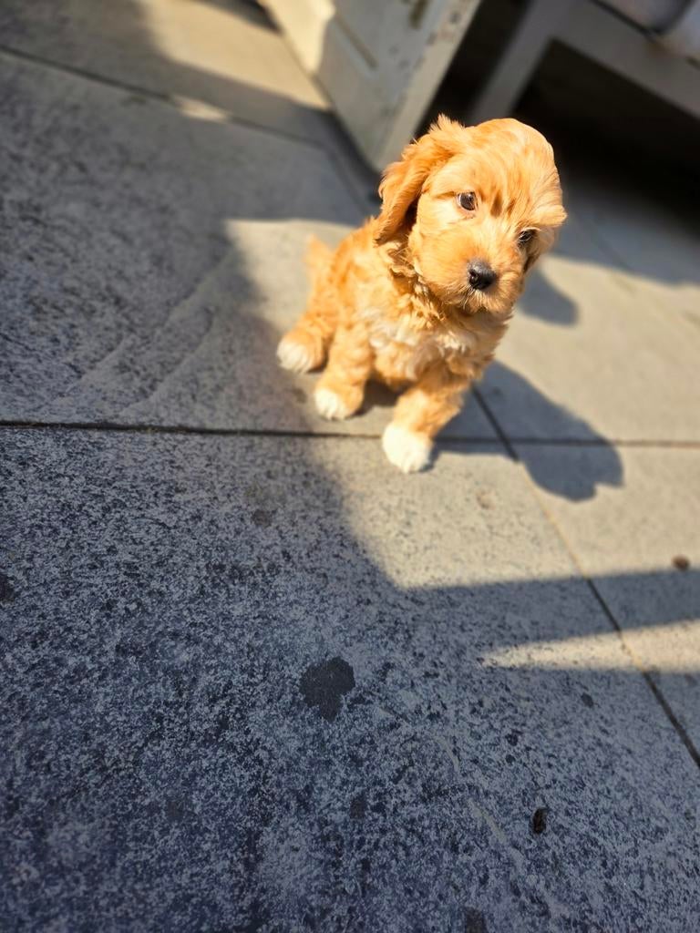 Maltipoo pups, Dieren en Toebehoren, Overige rassen, 8 tot 15 weken, Parvo, Meerdere