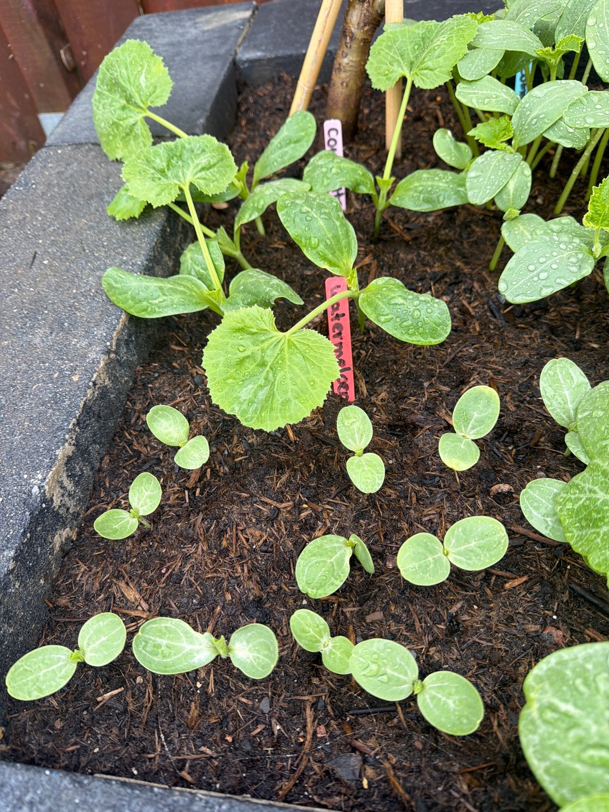 Stekjes te koop: bonen, tomaat, komkommer, courgette, pompoe, Tuin en Terras, Planten | Tuinplanten, Ophalen, Eenjarig, Groenteplanten