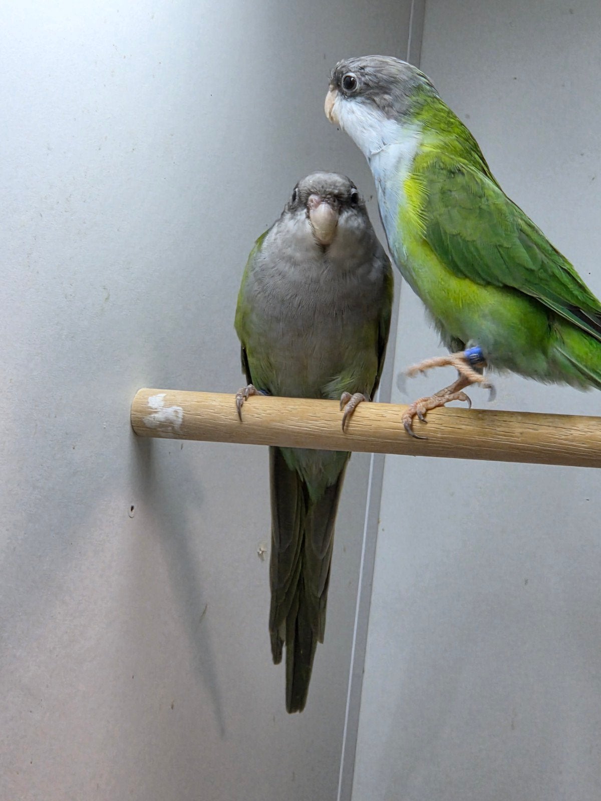 koppel aymara parkieten '23 en een losse overjarige  pop., Dieren en Toebehoren, Vogels | Parkieten en Papegaaien, Meerdere dieren