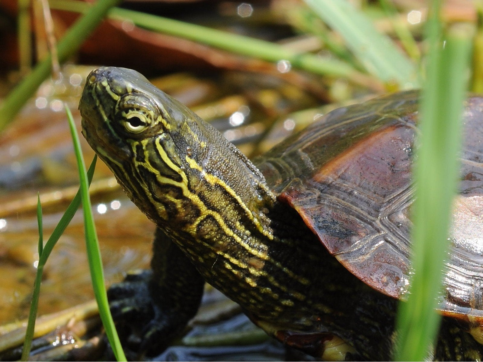 Chinese driekielschildpad, 0 tot 2 jaar