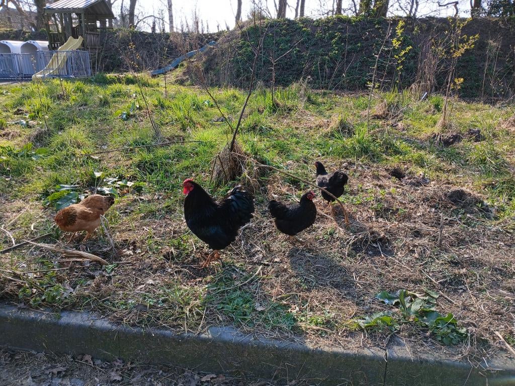 Broedeieren wyandotte kriel, Dieren en Toebehoren, Pluimvee, Geslacht onbekend, Kip