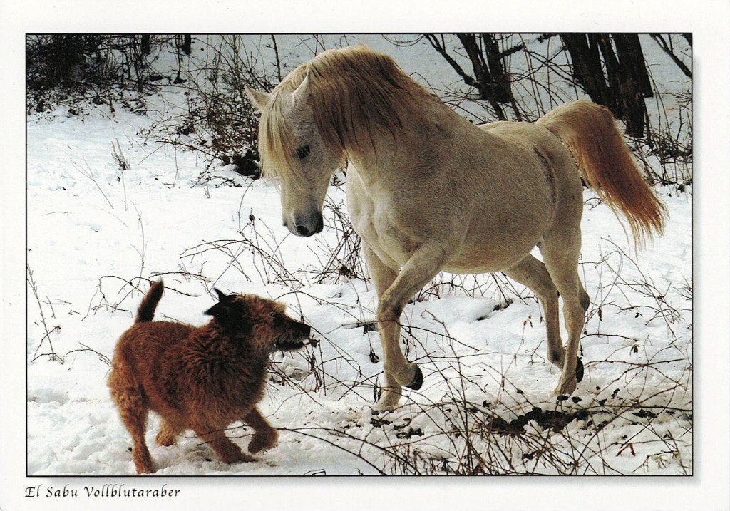 Shaheas ibn Shammar vollblutaraber Deckhengst Briard-Mix 445, Ophalen of Verzenden, 1980 tot heden, Ongelopen, Paard