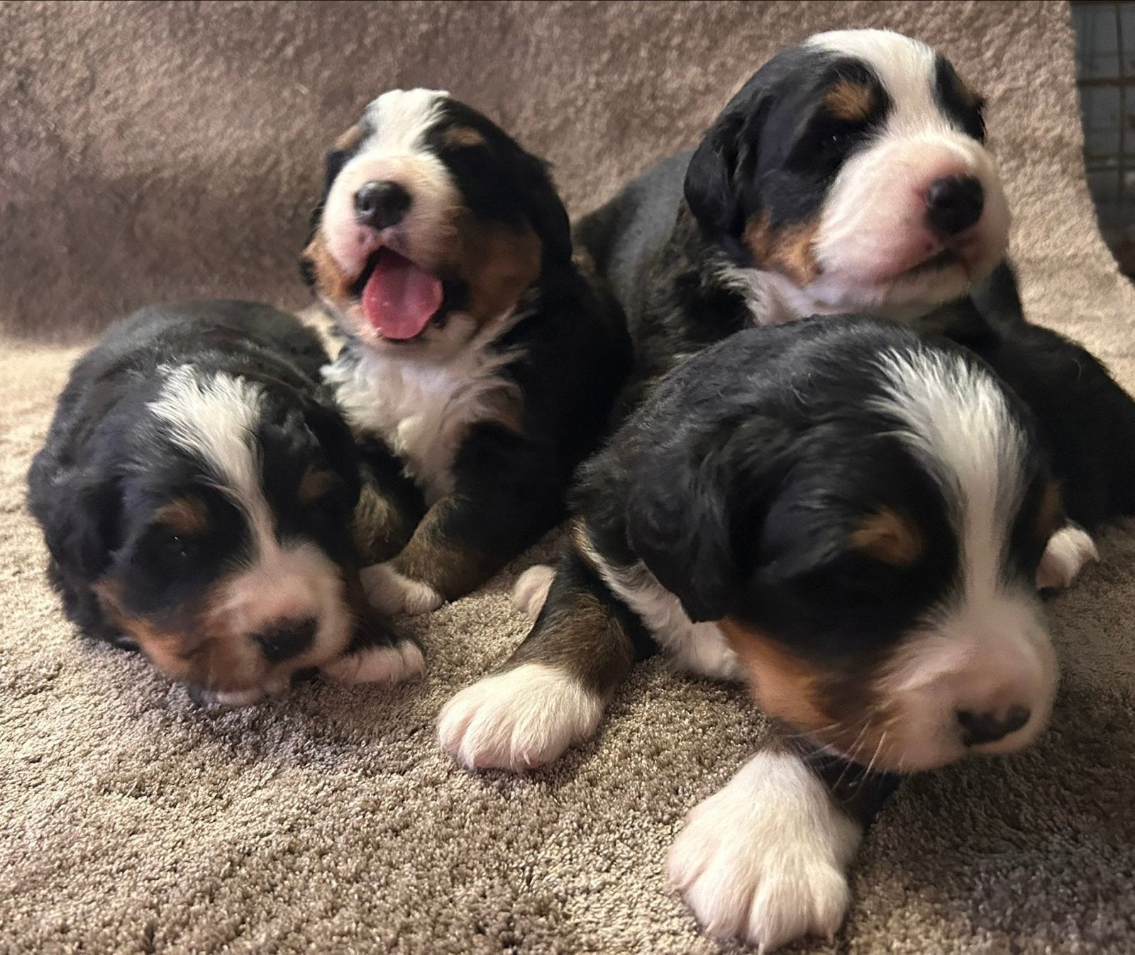 Mooie Berner Sennen pups; vier reutjes, Dieren en Toebehoren, Honden | Herdershonden en Veedrijvers, 8 tot 15 weken, Parvo, Meerdere