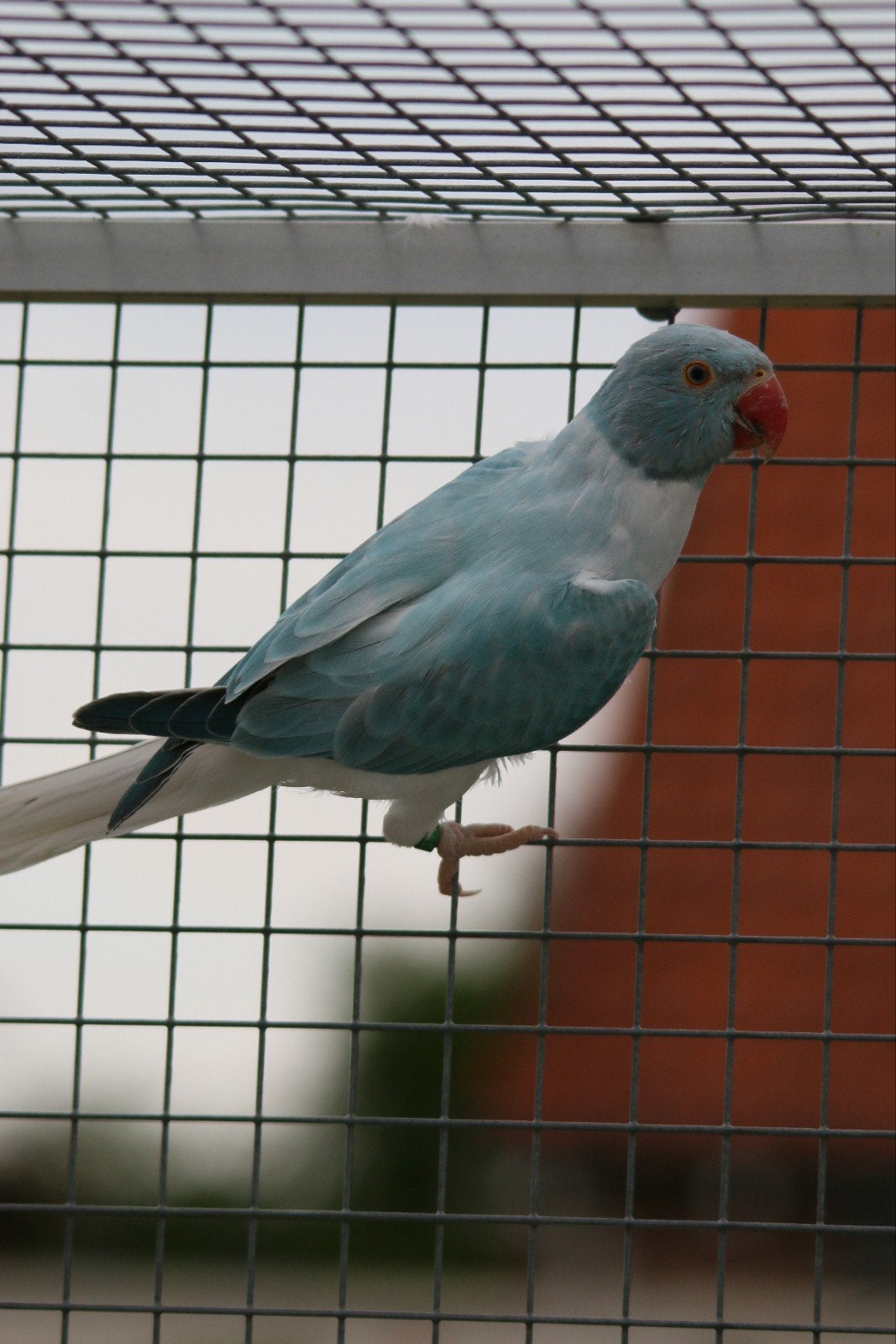 Halsbandparkiet Opaline Bleekstaart Blauw pop 2026, Dieren en Toebehoren, Vrouwelijk, Parkiet, Geringd