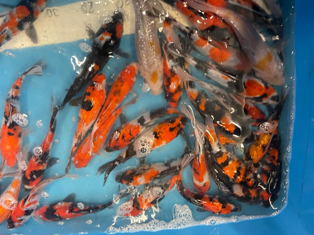 Zeer mooie japanse koi van +-15 cm, Dieren en Toebehoren, Vissen | Vijvervissen, Karper of Koi