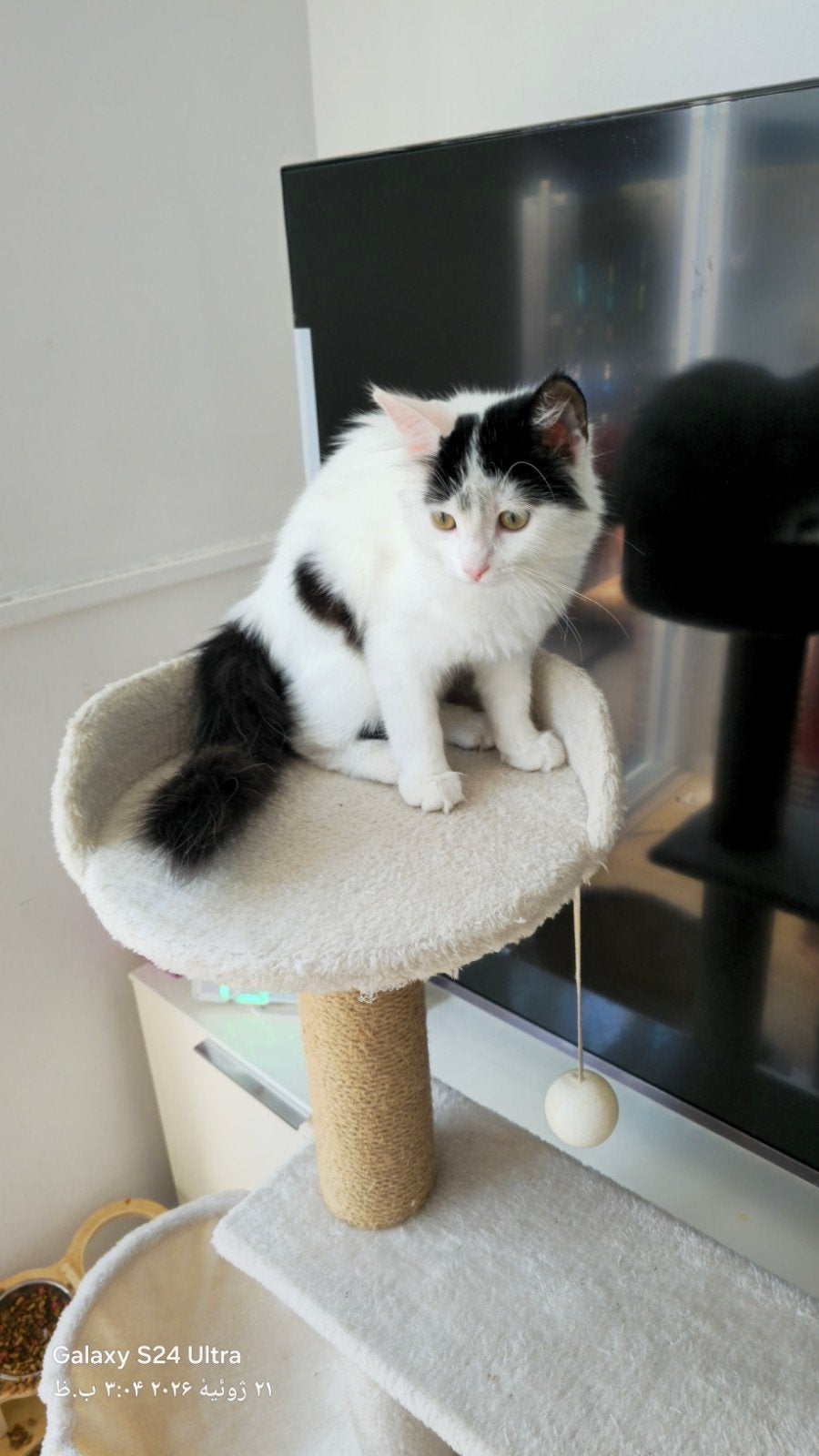 Te koop. Kitten (vrouwtje) geboren 20 maart, Poes