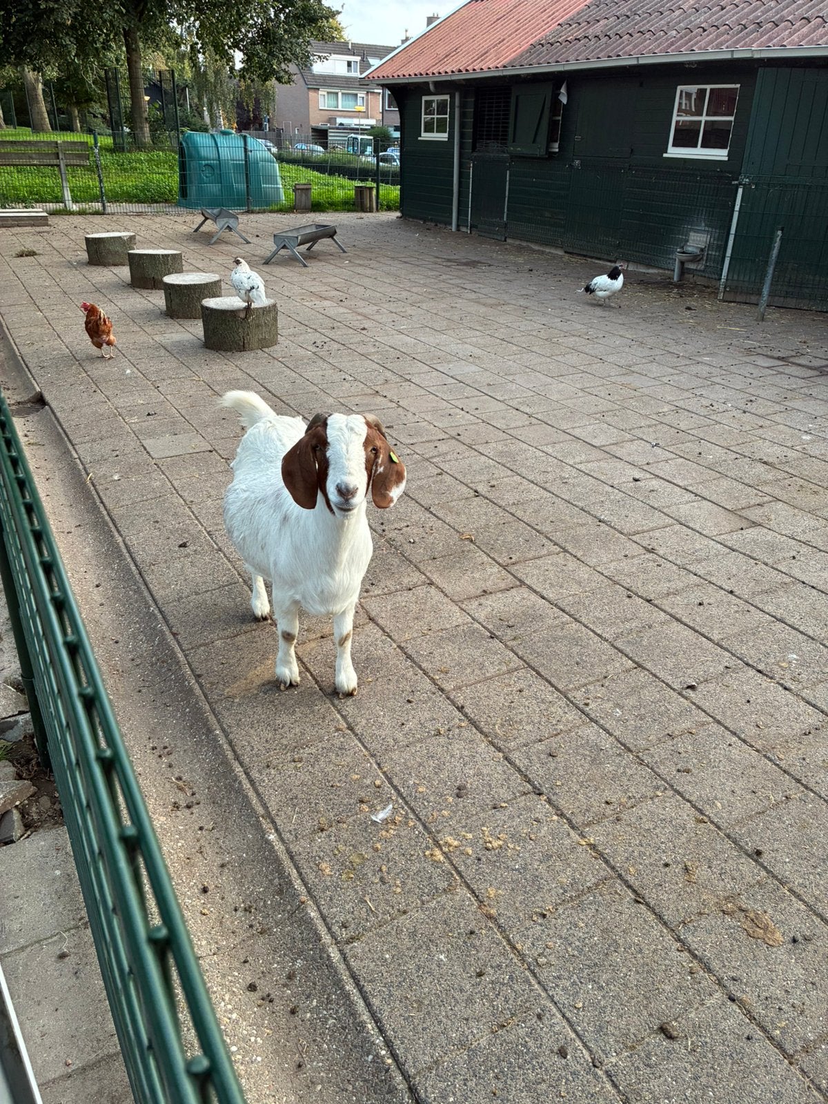 Tekoop lieve Boergeit, Dieren en Toebehoren, Vrouwelijk, Geit, 3 tot 5 jaar