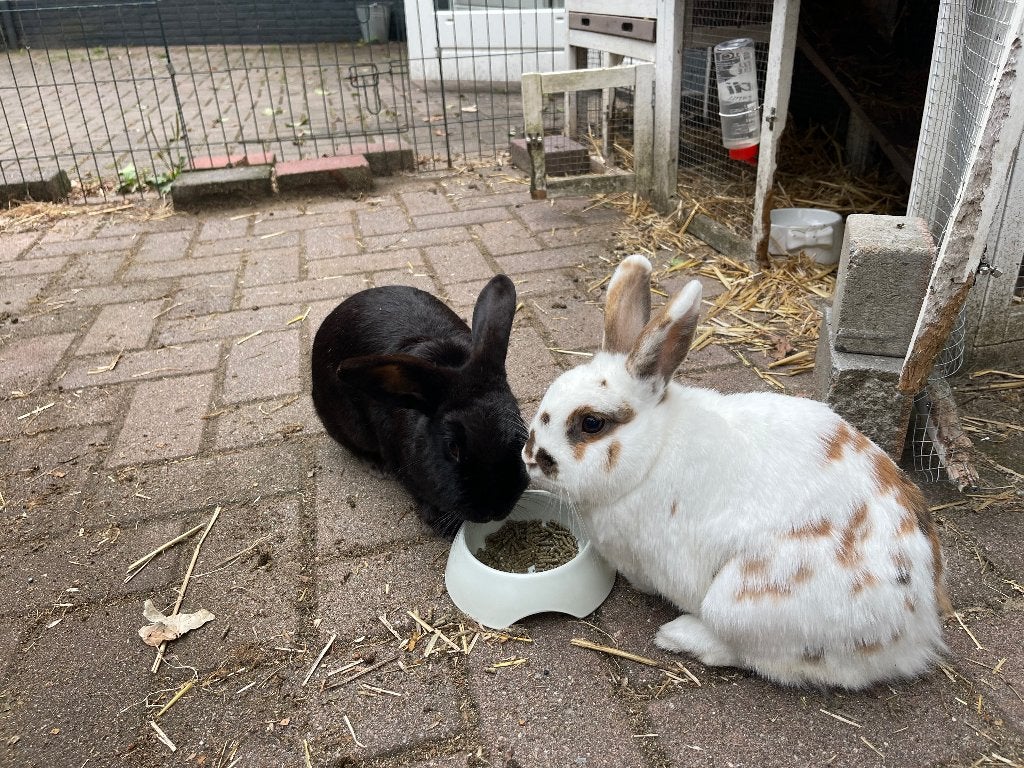 2 lieve konijntjes zoeken een nieuw forever home ️, Dieren en Toebehoren, Konijnen, Meerdere dieren, Middelgroot, 6 tot 8 jaar