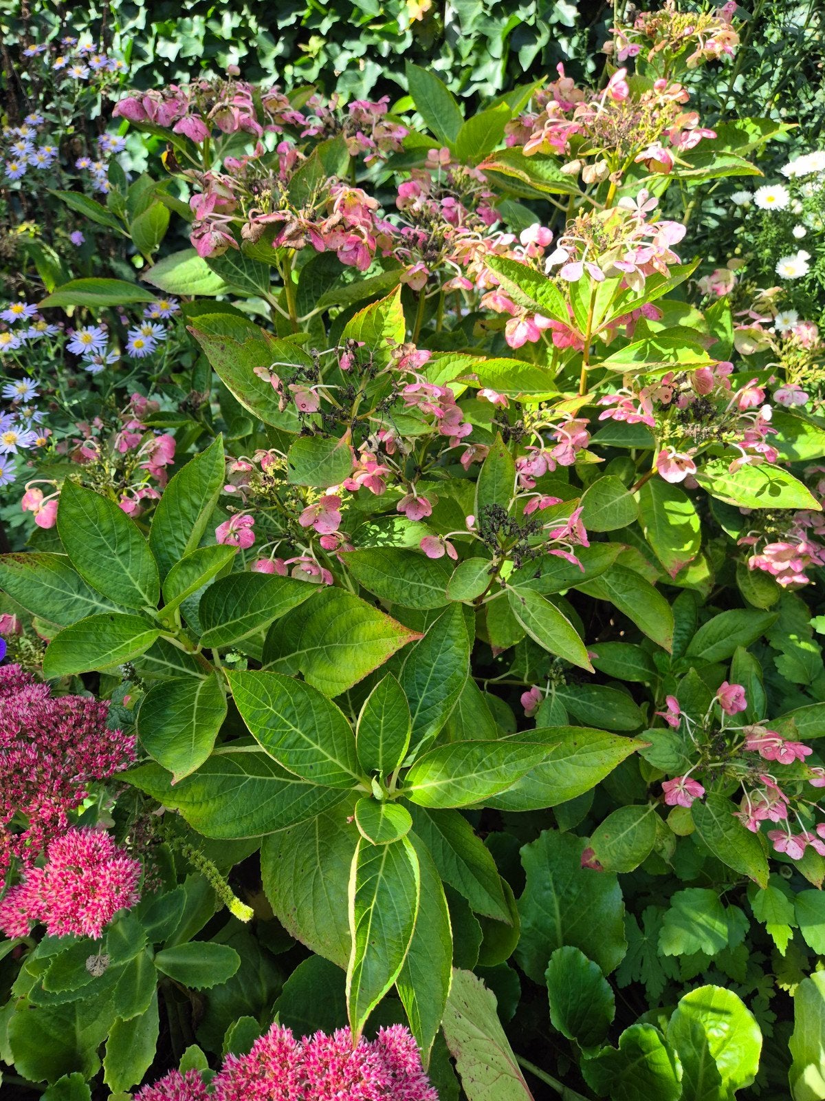 Hydrangea Hortensia kleur wit, verkleurd naar roze, Ophalen, Overige soorten, Halfschaduw