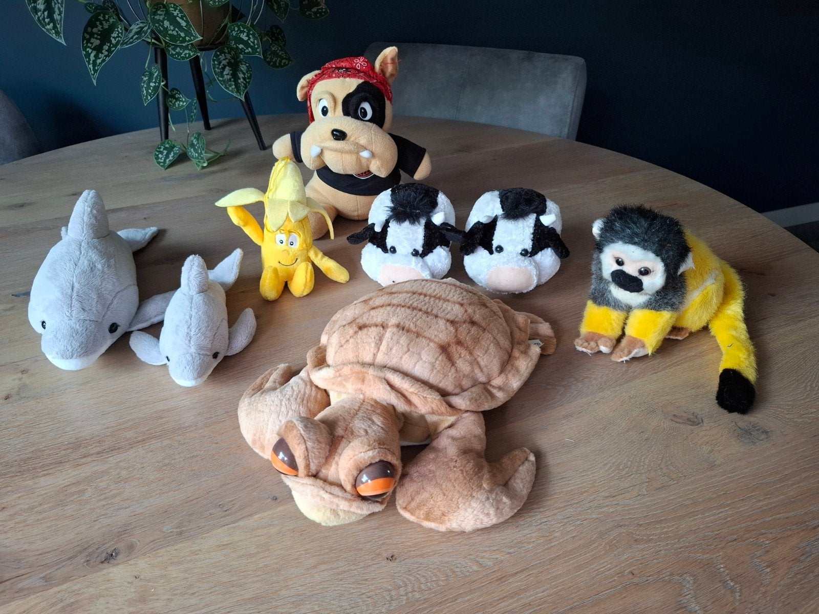 Diverse knuffels: dolfijnen, schildpad, aapje, hond, koeien, Gebruikt, Overige merken, Overige karakters, Overige typen
