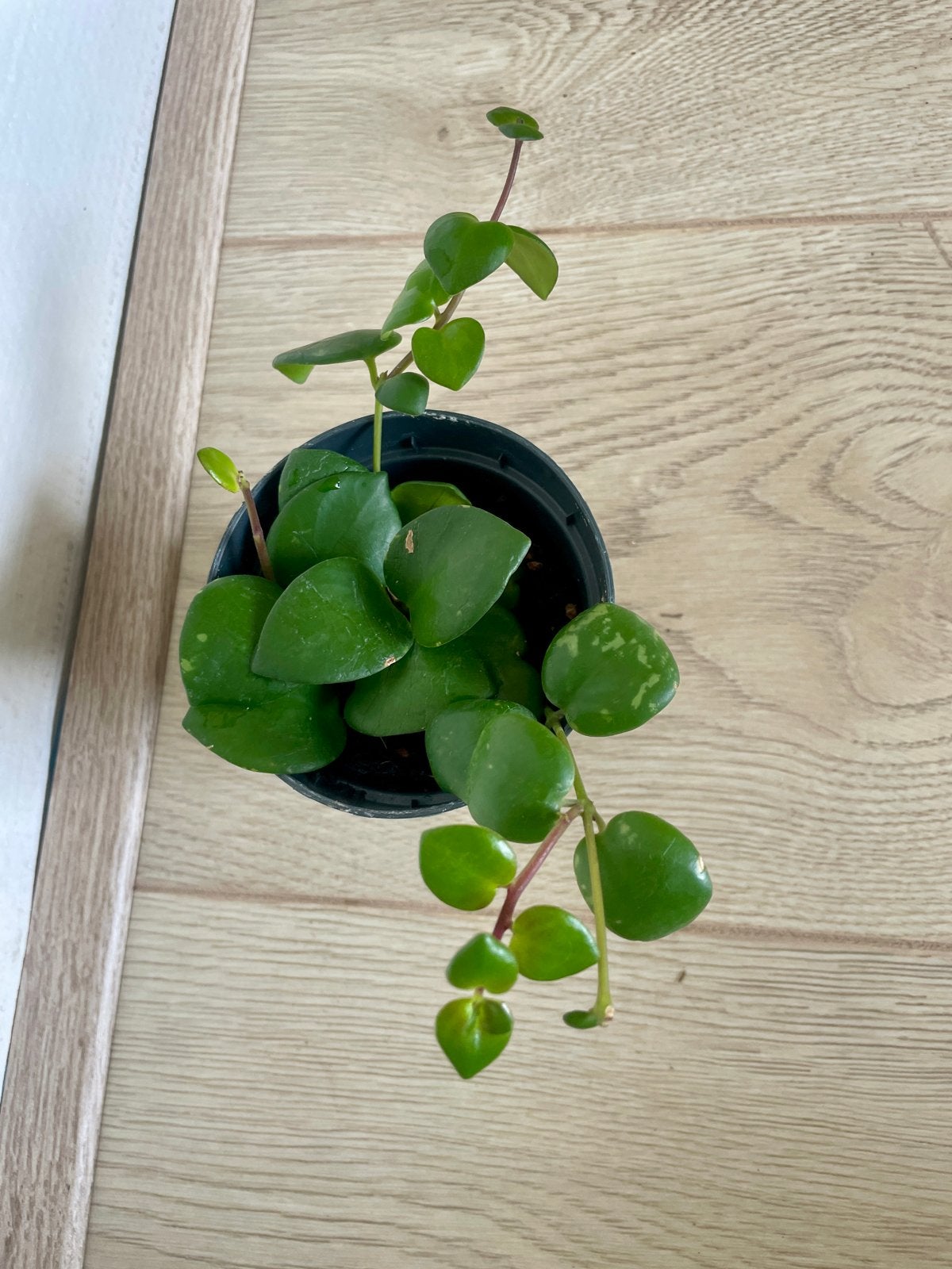 Aeschynanthus radicans (lipstick plant), Ophalen, Overige soorten, Halfschaduw, In pot