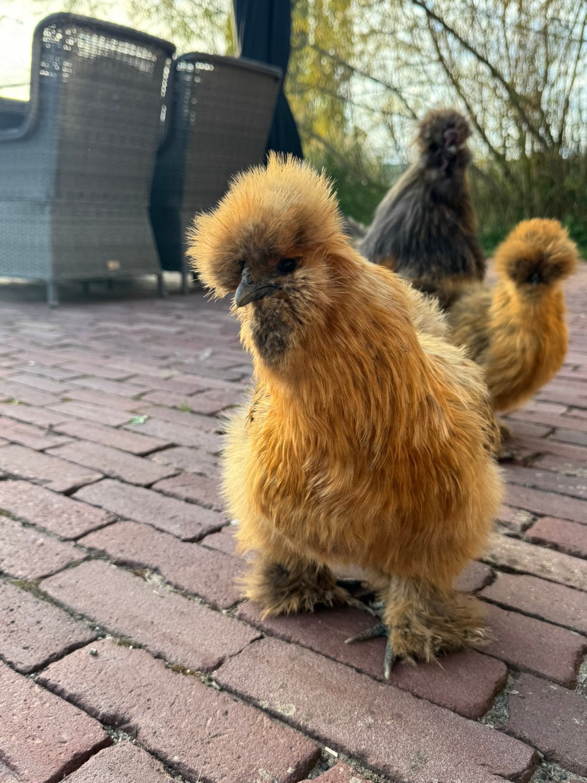 Broedeieren Zijdehoen kriel, Dieren en Toebehoren, Geslacht onbekend, Kip