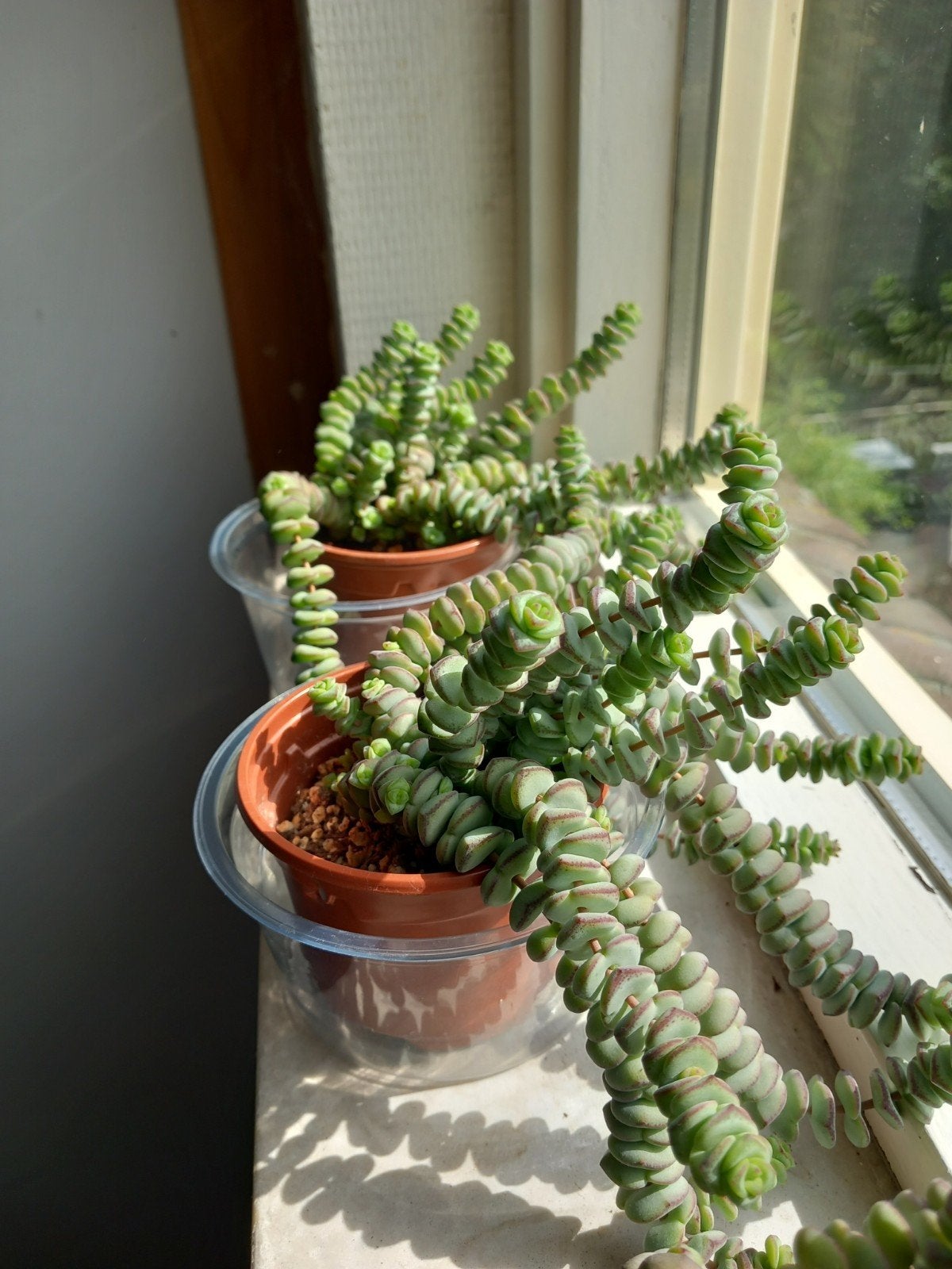 Crassula hottentot in 9 cm pot Vetplant, Ophalen, Vetplant, In pot, Minder dan 100 cm