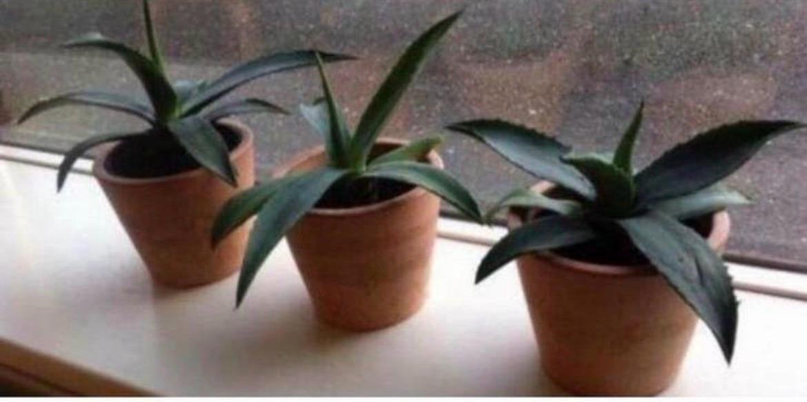 Mooie strakke terracotta bloempotten/ blauwe Agave planten, Huis en Inrichting, Vetplant, Ophalen of Verzenden, In pot, Minder dan 100 cm