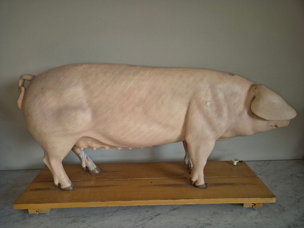 Anatomisch model varken , didactisch lesmodel.1 meter Lengte, Verzenden