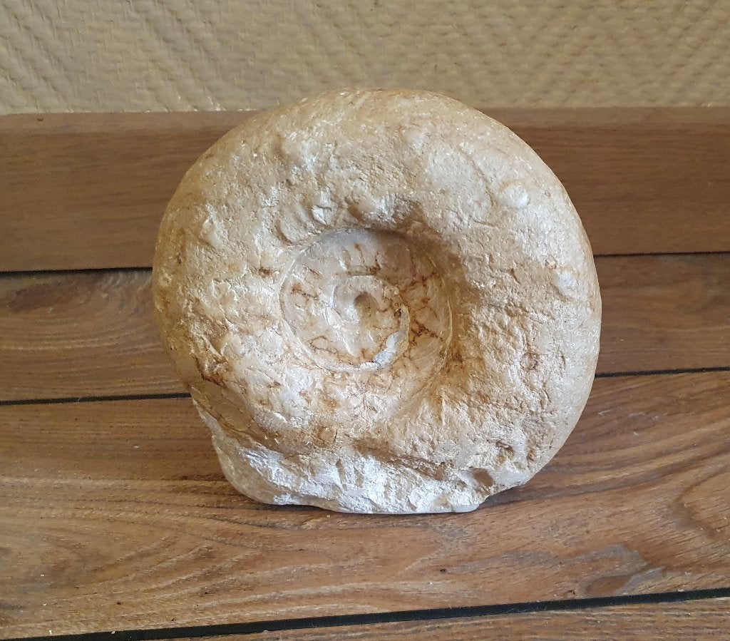 Fossiele Ammoniet circa 14cm, Ophalen of Verzenden, Fossiel