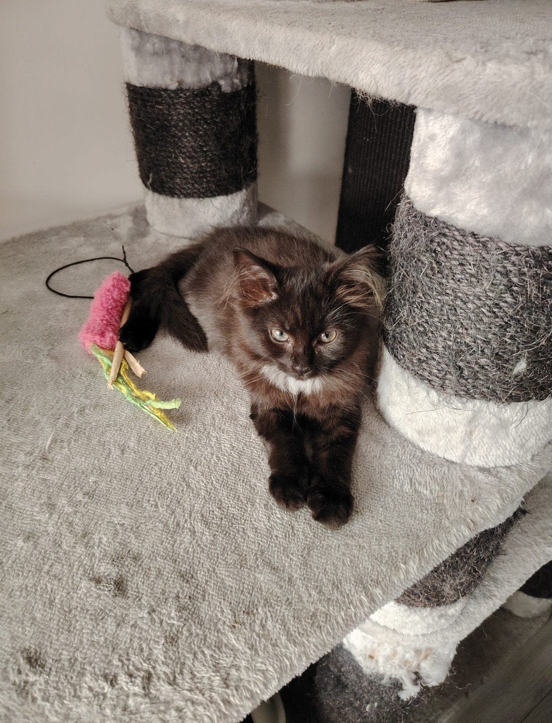 4 lieve kittens, Dieren en Toebehoren, Meerdere dieren, Ontwormd, 0 tot 2 jaar
