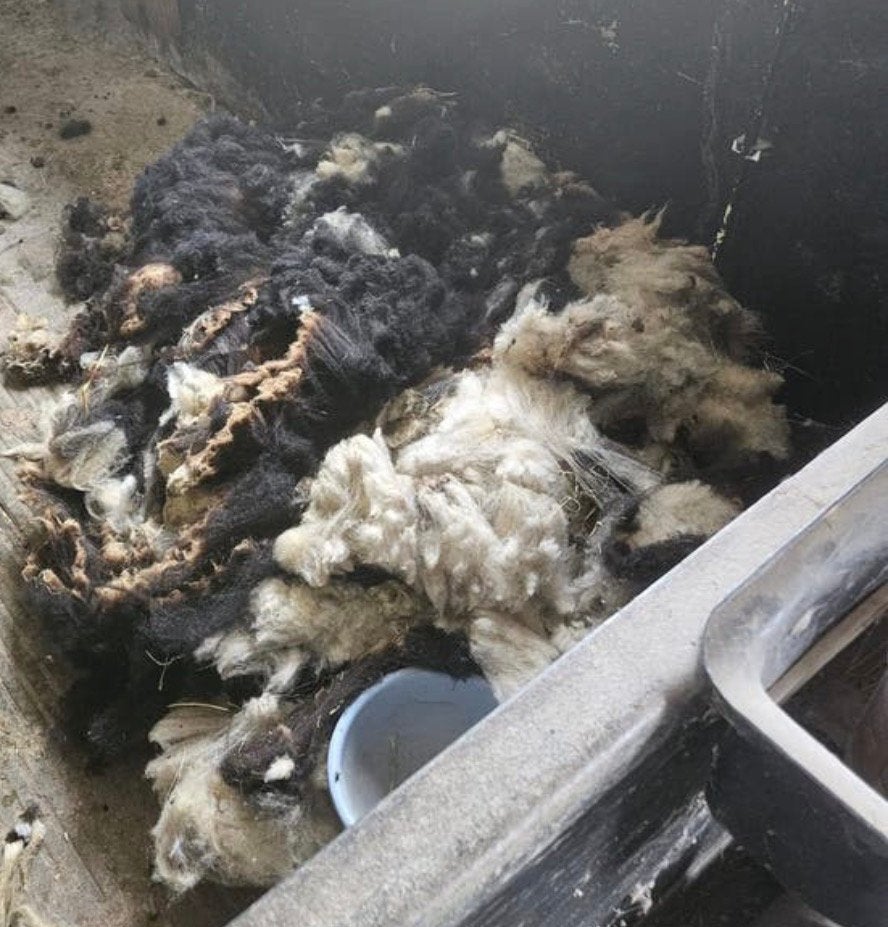 schapenwol van 2 schapen, Dieren en Toebehoren, Schapen, Geiten en Varkens, Meerdere dieren, Schaap