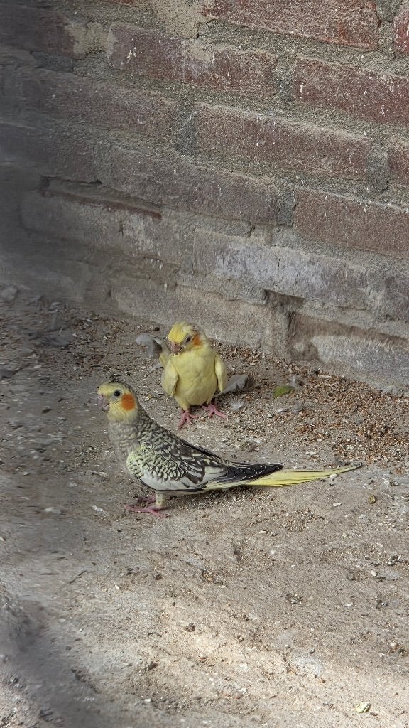 valkparkiet met kooi, Dieren en Toebehoren, Vogels | Parkieten en Papegaaien, Mannelijk, Parkiet