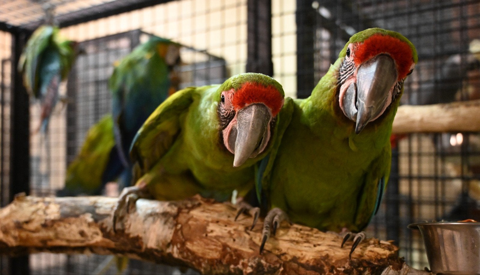 Ara alexander parkiet pyrrhura papegaaien parkieten vogels, Mannelijk, Papegaai