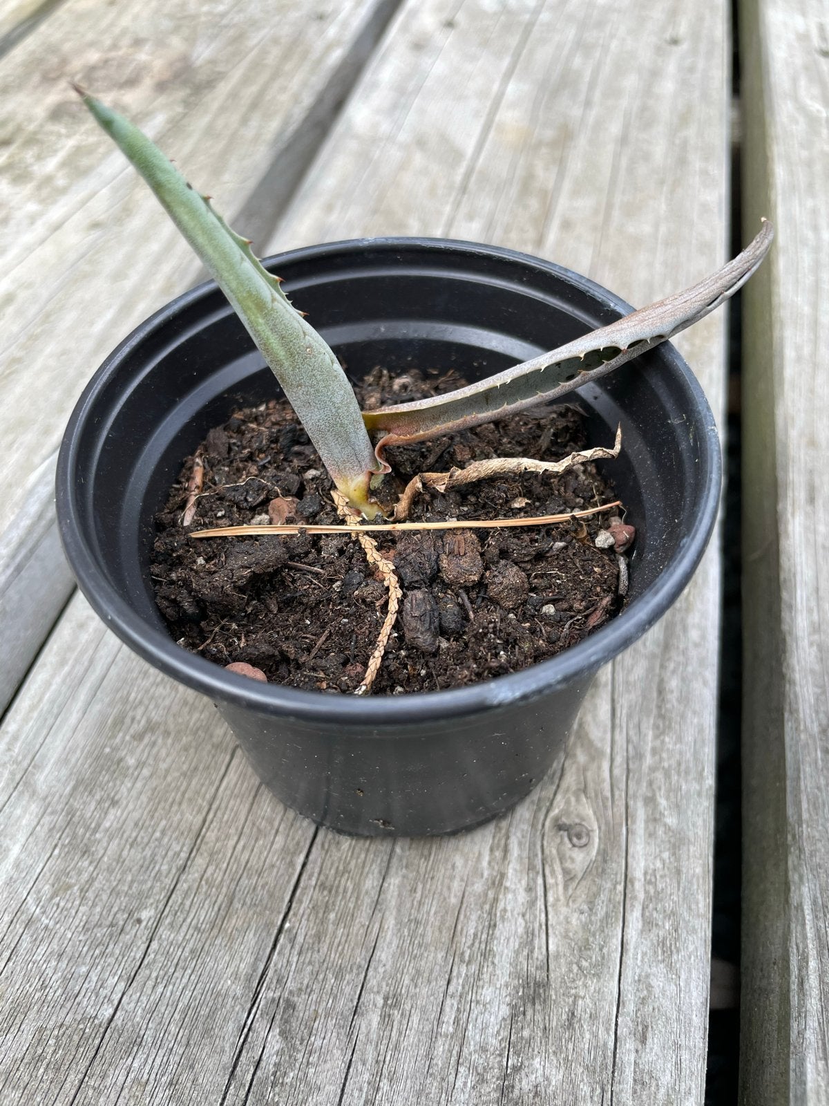 Agave plantje - Ideaal voor zonnige plekken, Volle zon, Vaste plant, Bloeit niet, Ophalen