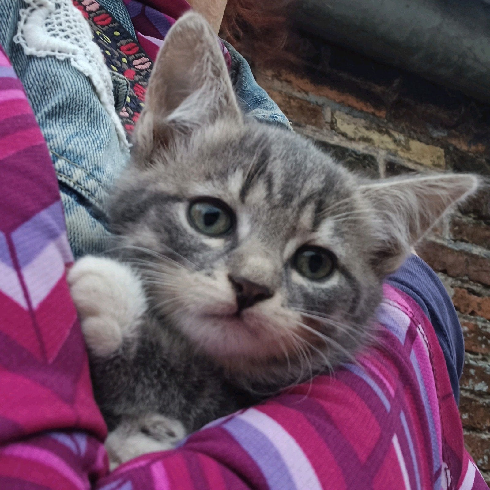 Langharig Siberisch poesje en halve Britse korthaar kittens, Dieren en Toebehoren, Meerdere dieren, Langharig, 0 tot 2 jaar