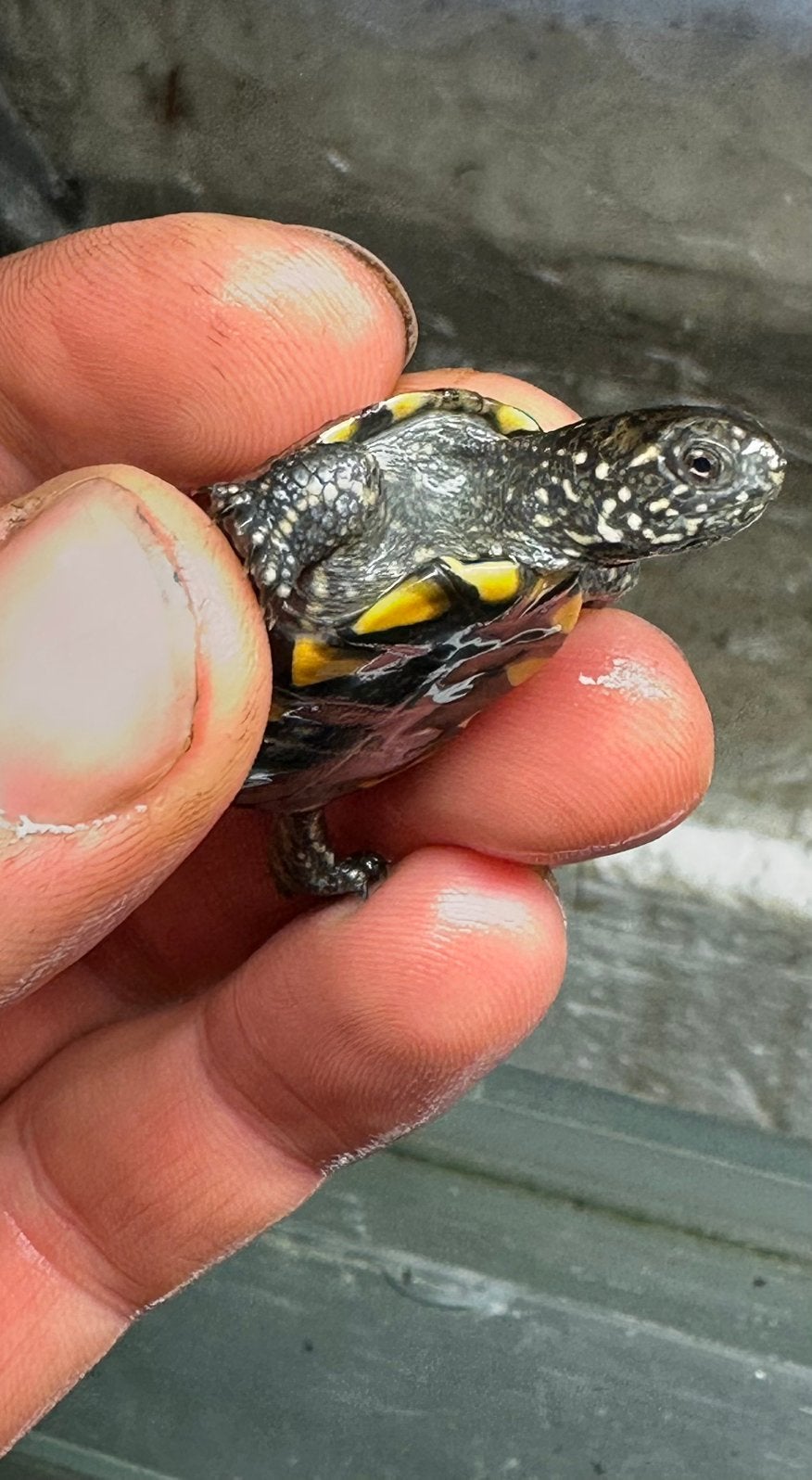 Europese moerasschildpad - Emys orbicularis, Dieren en Toebehoren, Schildpad, 0 tot 2 jaar