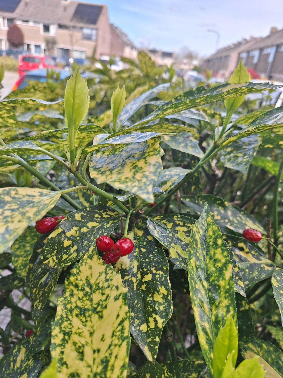 Broodboom (Aucuba japonica 'Variegata')., Tuin en Terras, Ophalen, Lente, Halfschaduw, Overige soorten