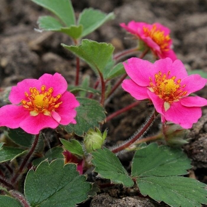 4 sieraarbei plantjes €0,50 per stuk (bodembedekker), Ophalen, Vaste plant, Bodembedekkers, Halfschaduw