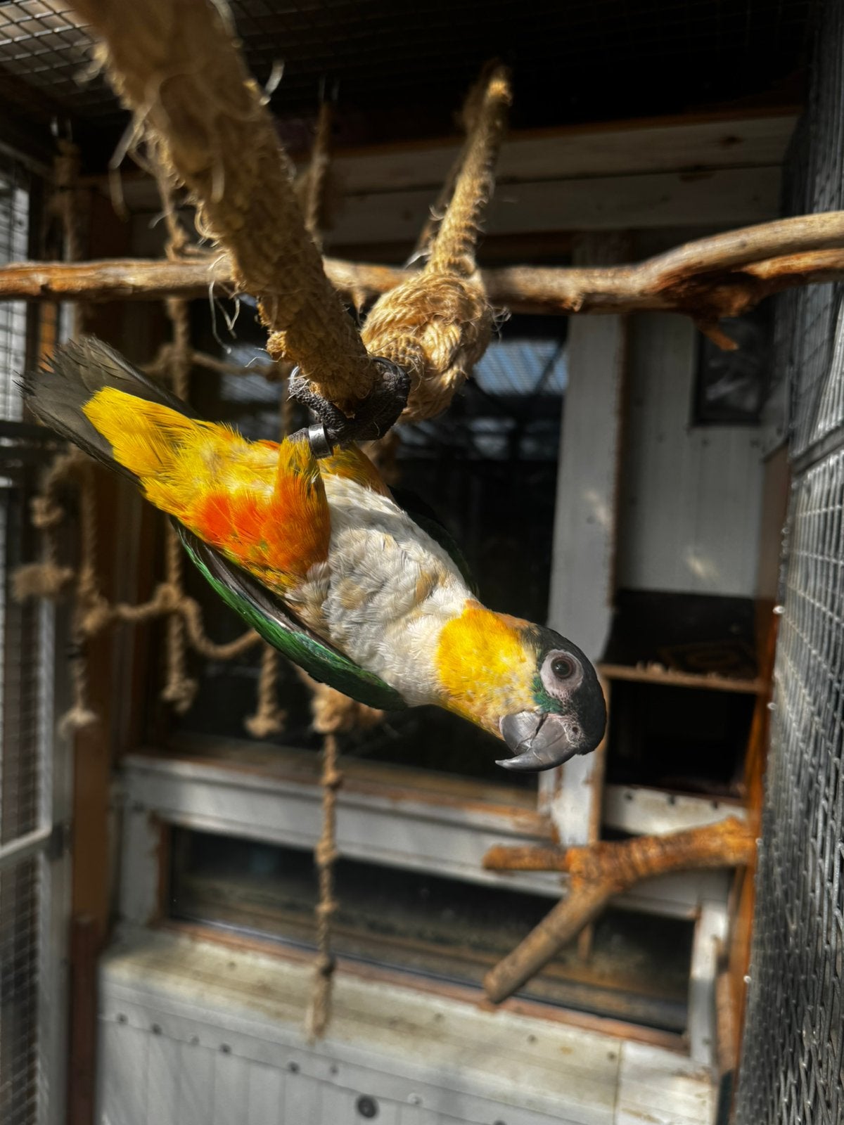 Zwartkop caique super tam, Dieren en Toebehoren, Meerdere dieren, Papegaai, Tam