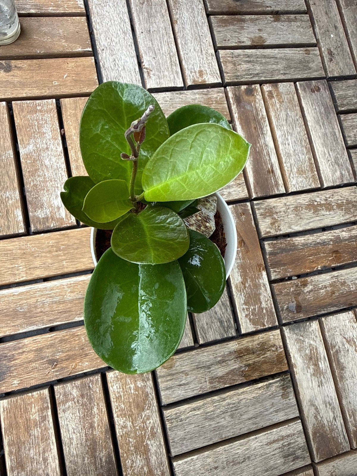 Hoya Australis Lisa - Prachtige Hoya in zelfwaterpot, Vaste plant, Ophalen of Verzenden, Halfschaduw, Klimplanten