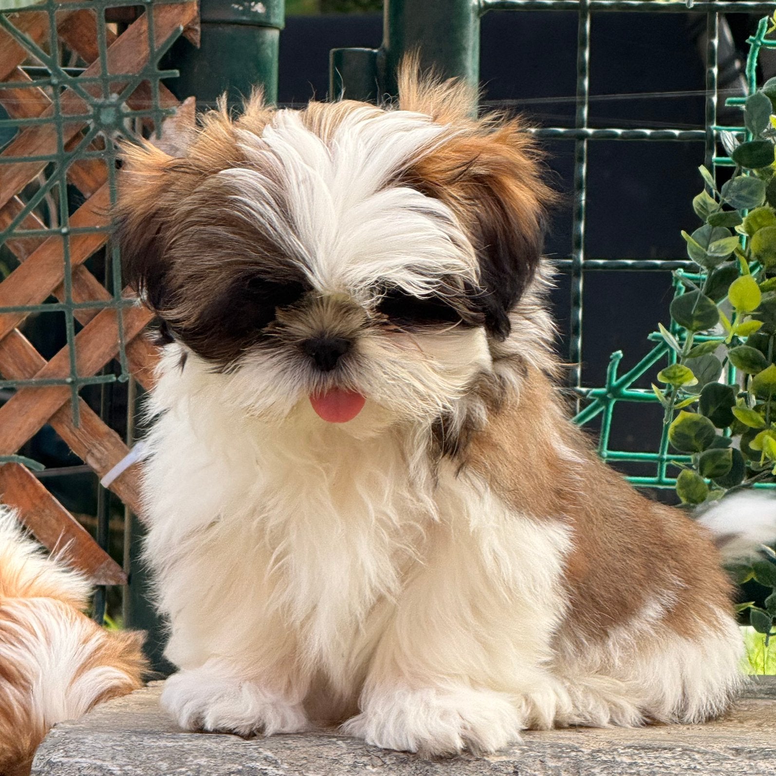 Lhasa apso pups, Dieren en Toebehoren, Nederland, Overige rassen, CDV (hondenziekte), 8 tot 15 weken
