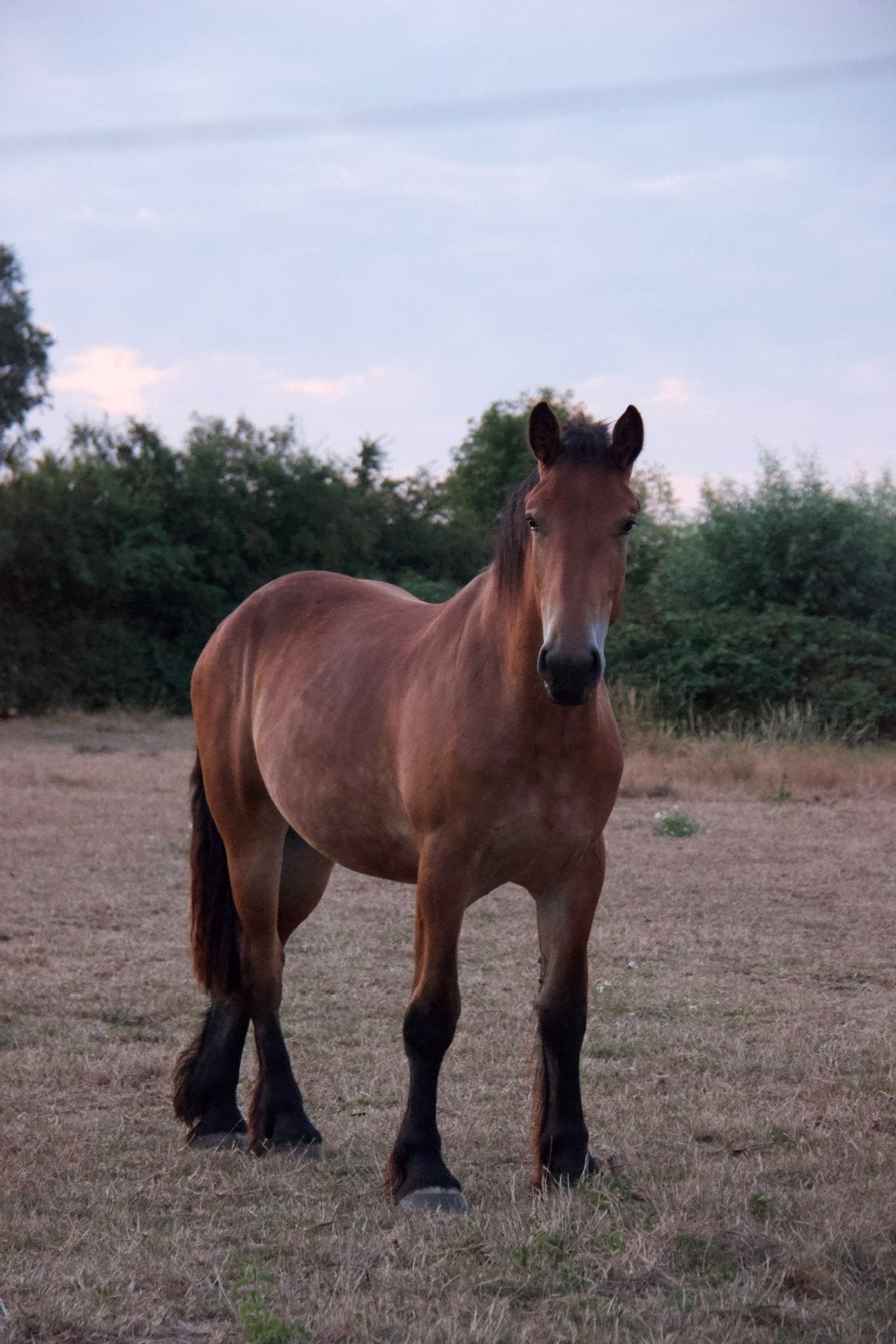 Trekpaard kruising merrie 2 jaar, Merrie