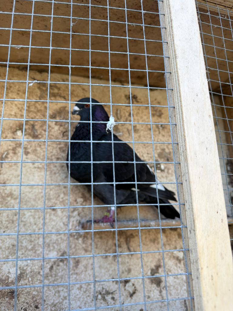 een heel goede vogel, Mannelijk
