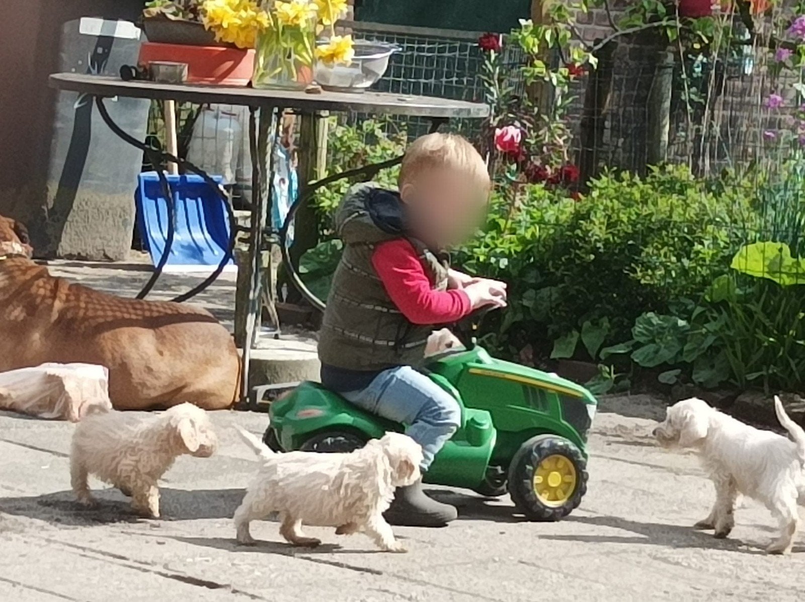 Lieve labradoodle puppy's, kleine medium., Parvo, Overige rassen, 8 tot 15 weken, Meerdere