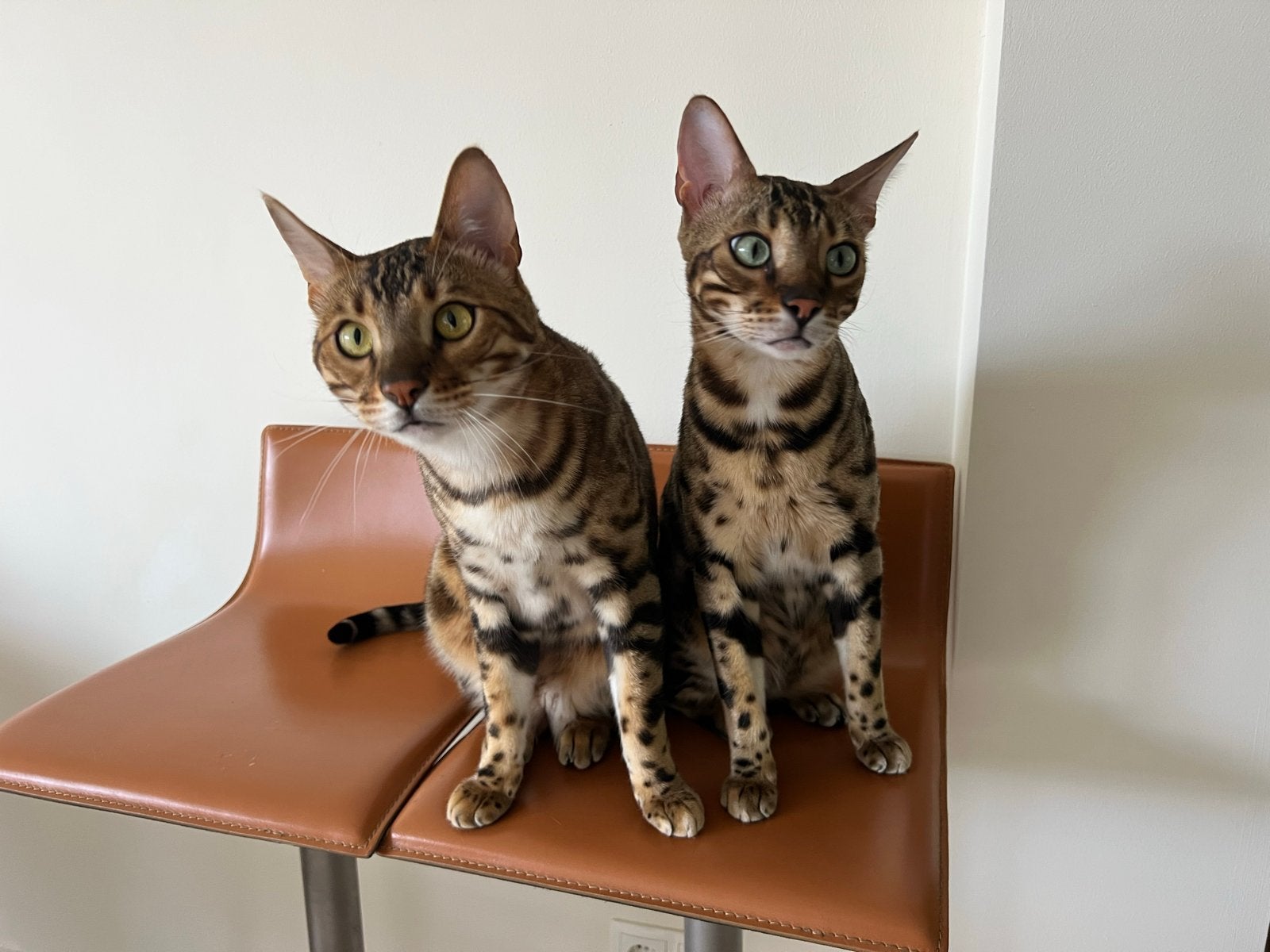 Twee actieve Bengaalse broers zoeken samen huis, Kater