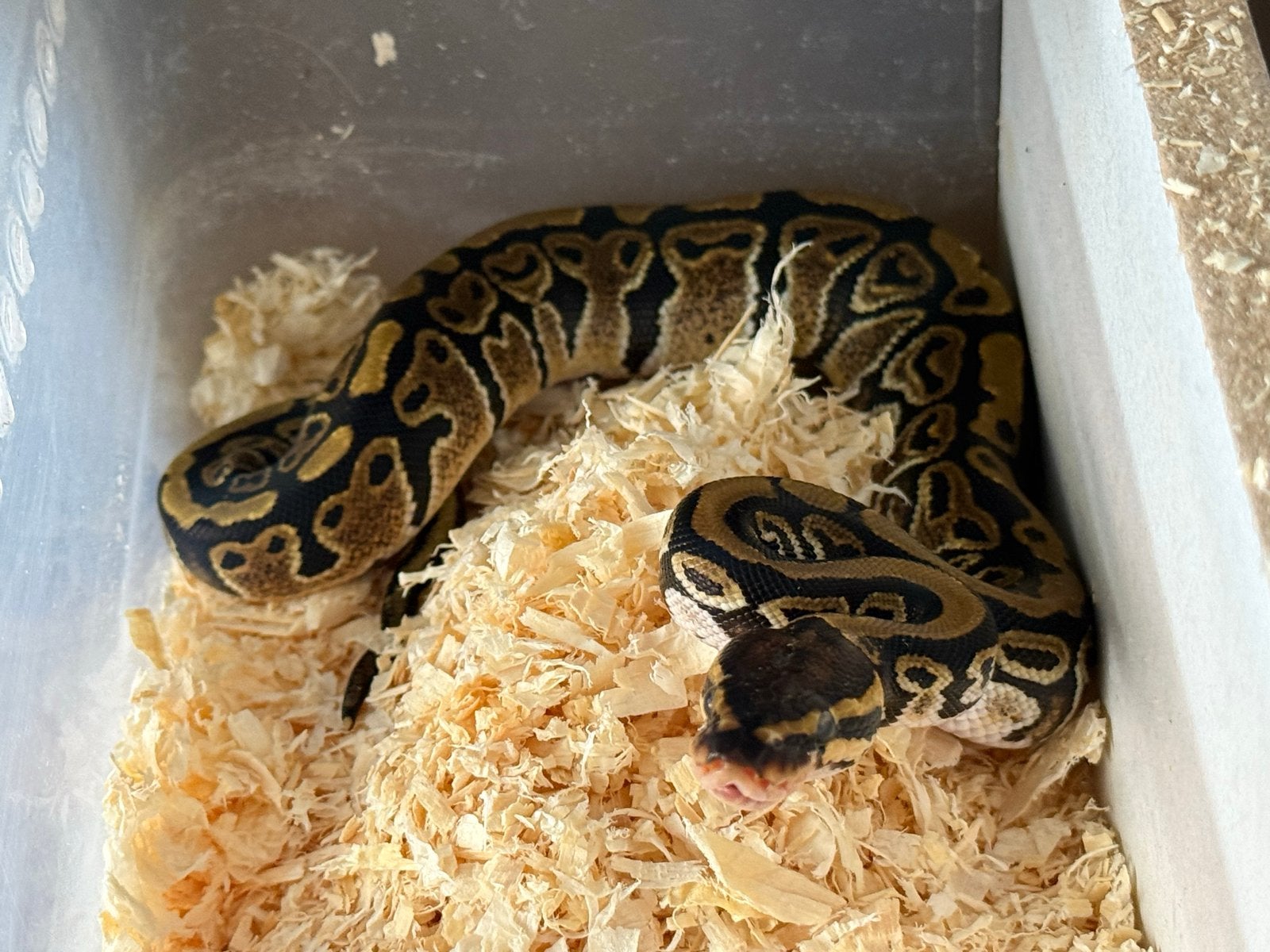 Baby vrouwtje triple het Monsoon Clown Pied (100% het) Ball Python - female for sale from Mick