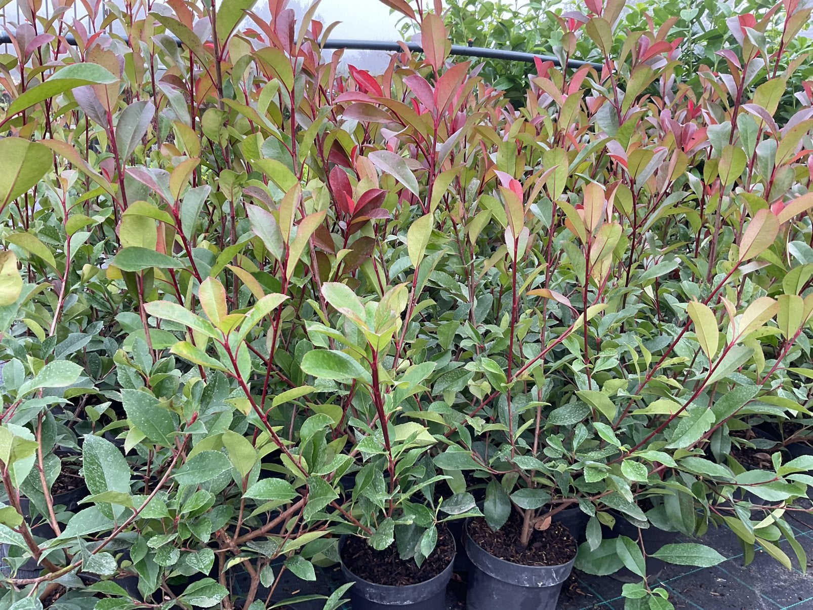 Photinia fraseri, Red Robin, Ophalen, Laurier, Struik, Minder dan 100 cm