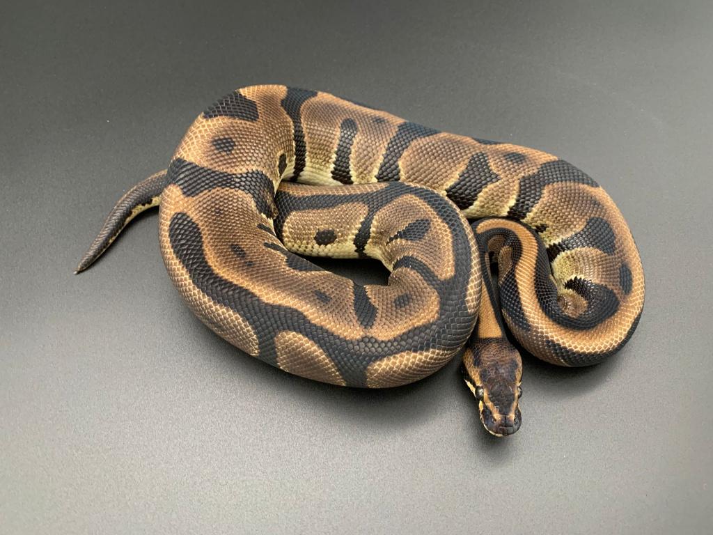 1.0 leopard 66% DH DG/Pied python regius, Dieren en Toebehoren, Reptielen en Amfibieën, Slang, 0 tot 2 jaar, Tam