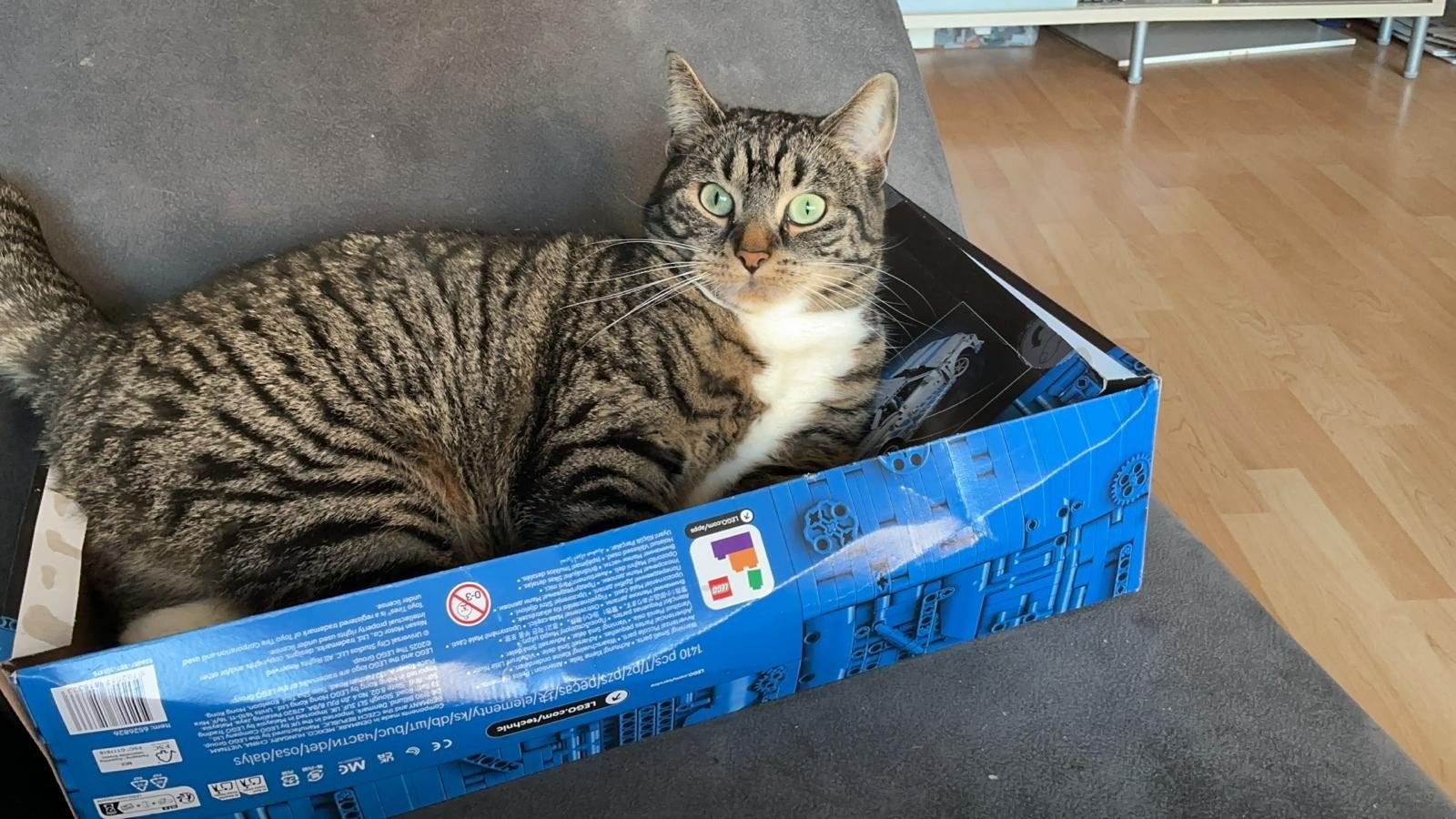 Met spoed ander huis zich voor Poes Annie, Dieren en Toebehoren, Katten en Kittens | Overige Katten, Poes, Kortharig, 3 tot 5 jaar