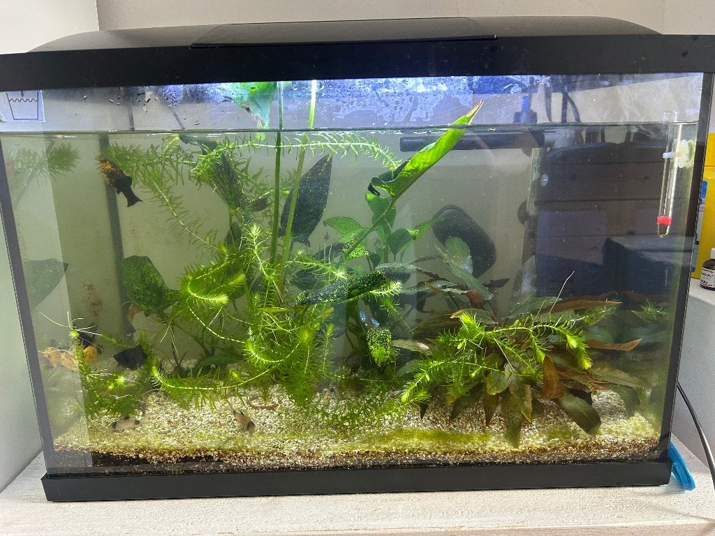 Compleet Aquarium inclusief vissen, Ophalen, Superfish, Inclusief vissen, Gevuld zoetwateraquarium