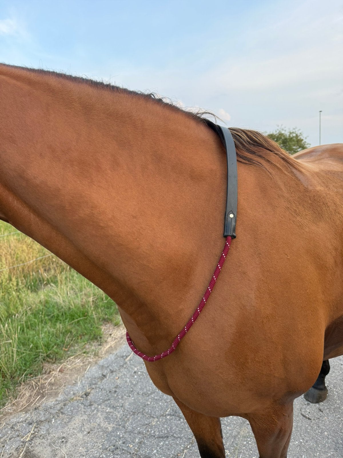 Neckrope, Dieren en Toebehoren, Nieuw, QHP, Rood, Neckrope