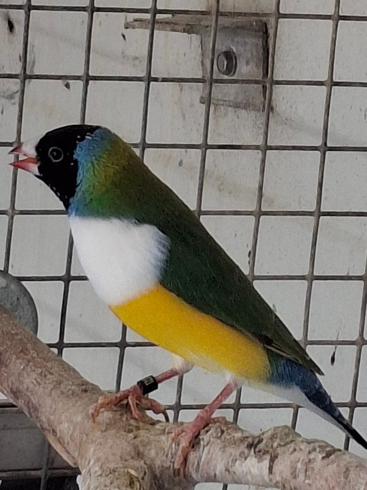 Gouldamadine man 2025, Dieren en Toebehoren, Vogels | Overige Vogels, Mannelijk, Geringd