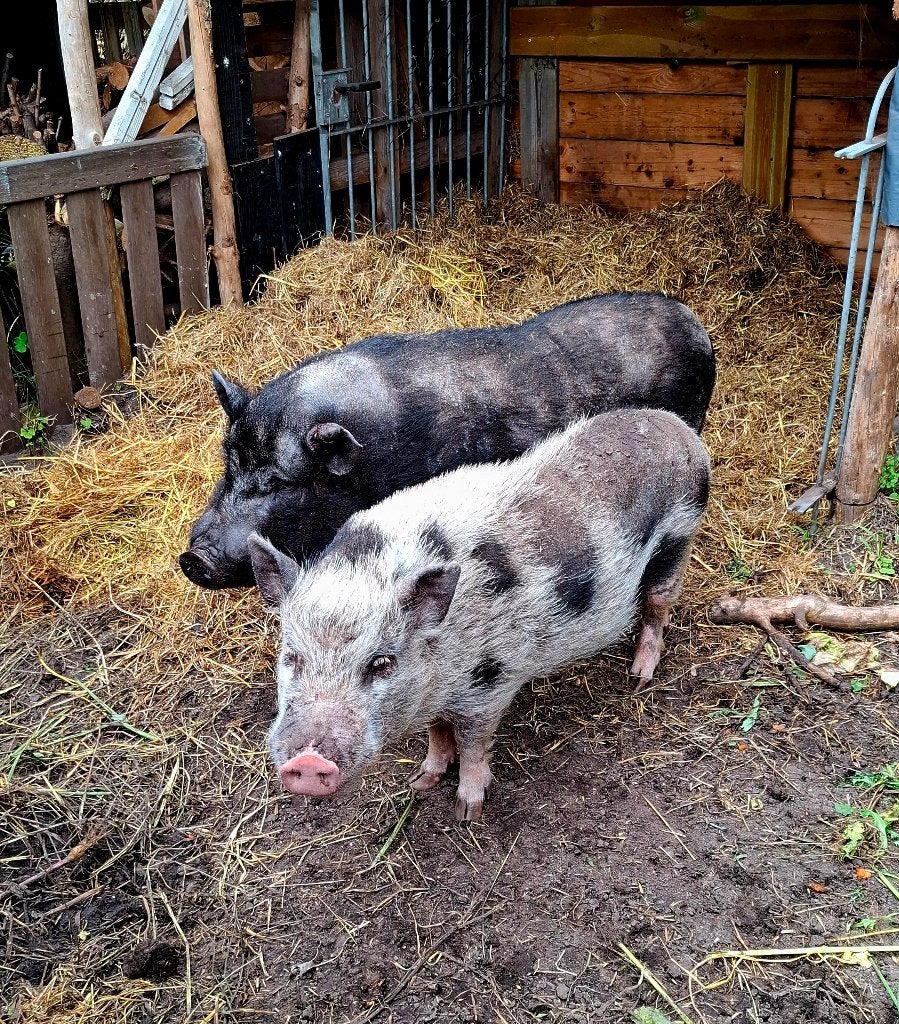 twee kleine varkens, Dieren en Toebehoren, Mannelijk, Varken, 6 jaar of ouder