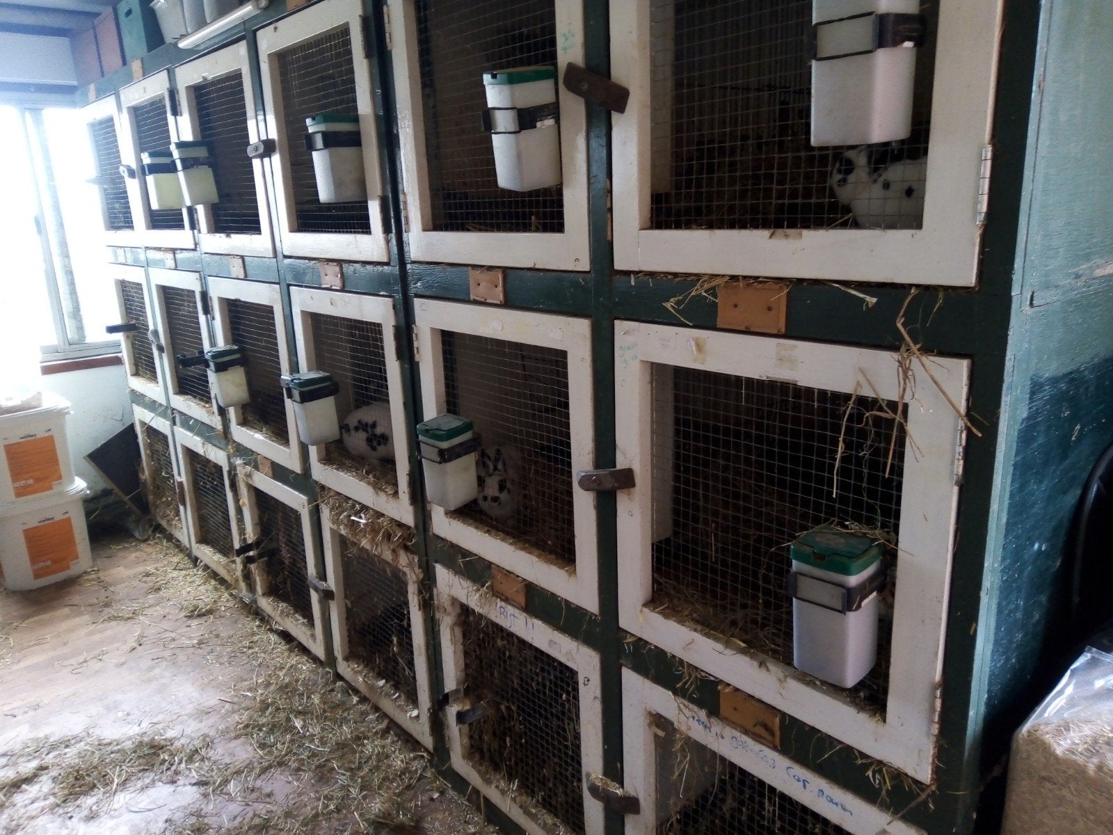 konnijnenflat 3 stuks, Ophalen, Cavia, 90 cm of meer, Hok