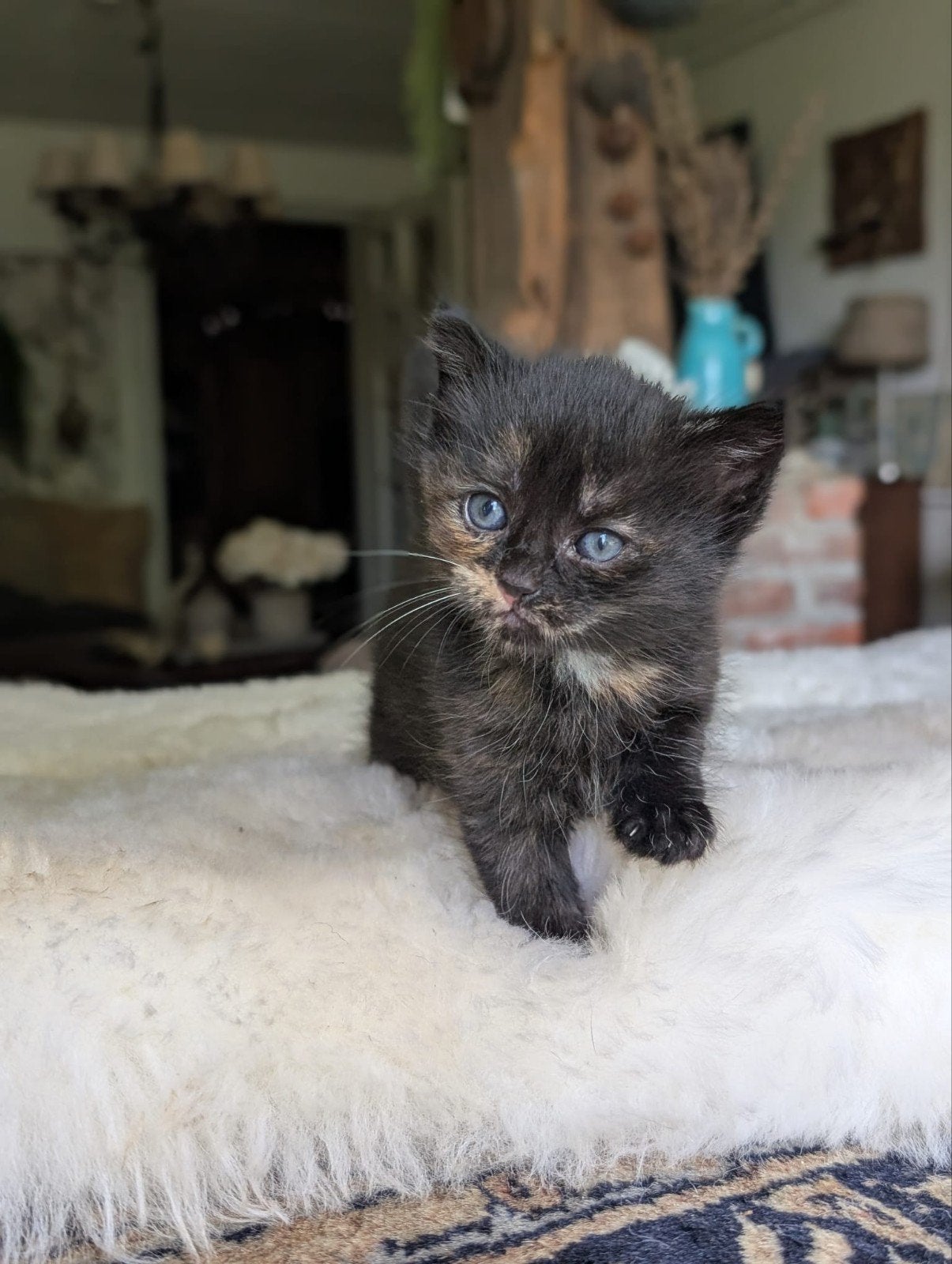 2 x poesjes en 1 katertje ( tijgertje) moeder 50% Maine Coon, Meerdere dieren, Langharig, 0 tot 2 jaar