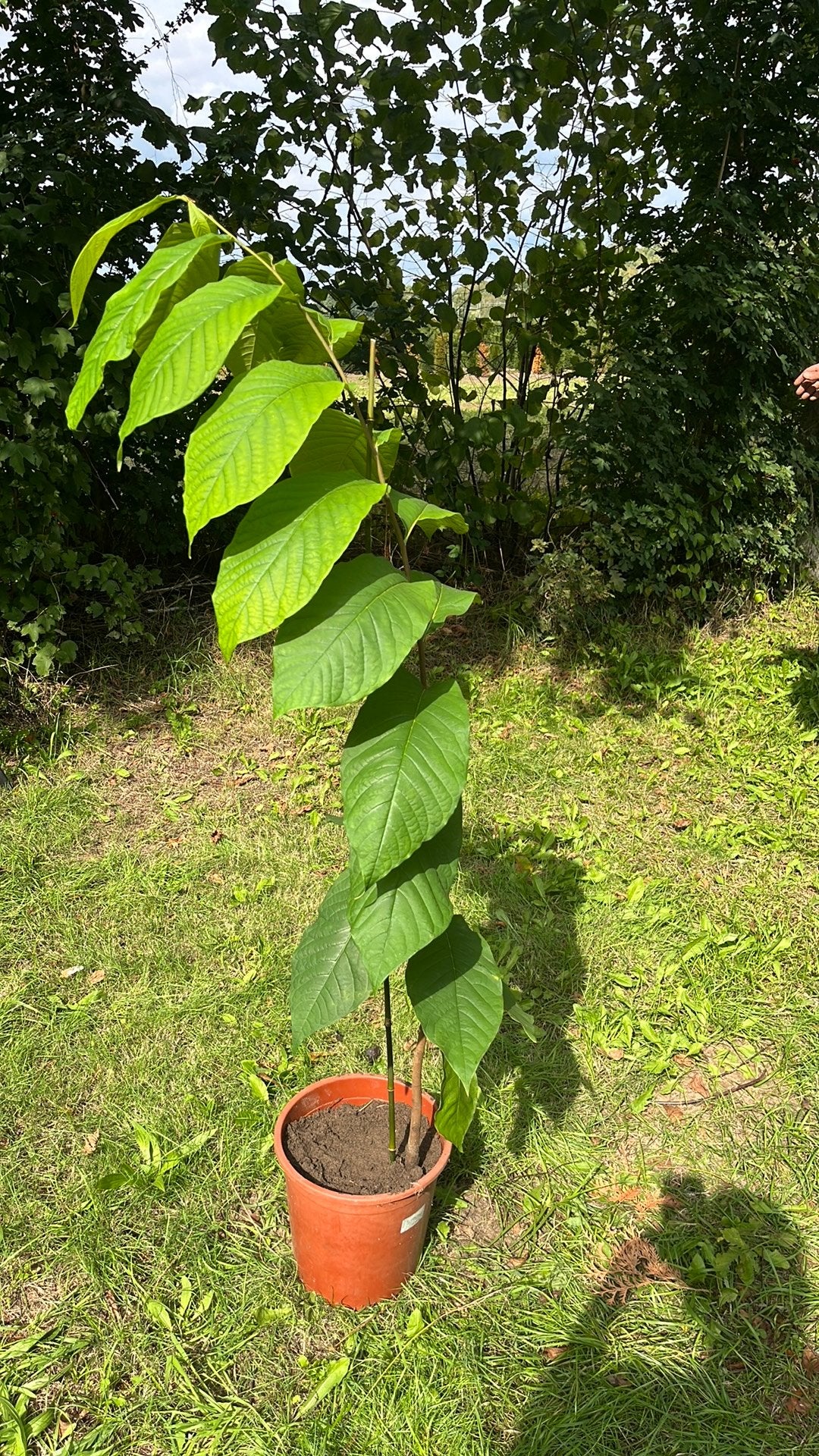 Pawpaw (Roomappel) - Super Winterhard & Pesticidevrij, Lente, Overige soorten, Volle zon, In pot