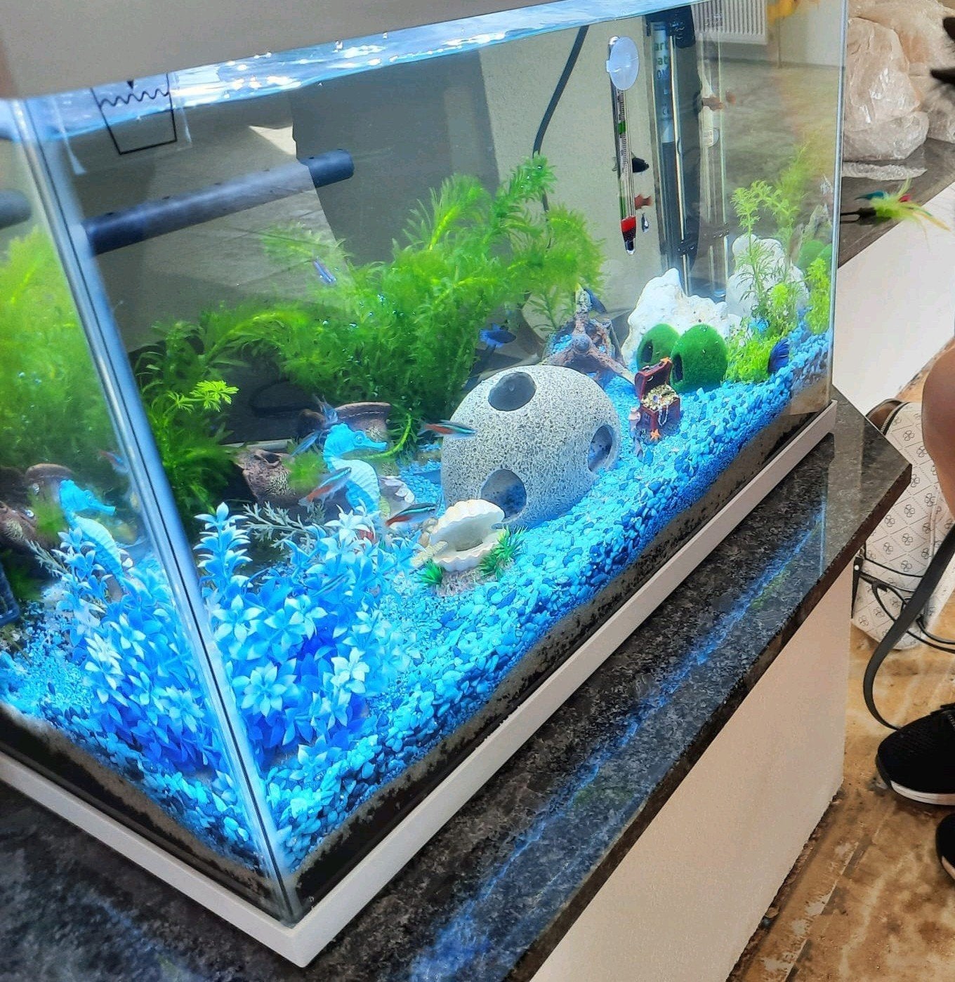 Aquarium met decoratie, Dieren en Toebehoren, Vis
