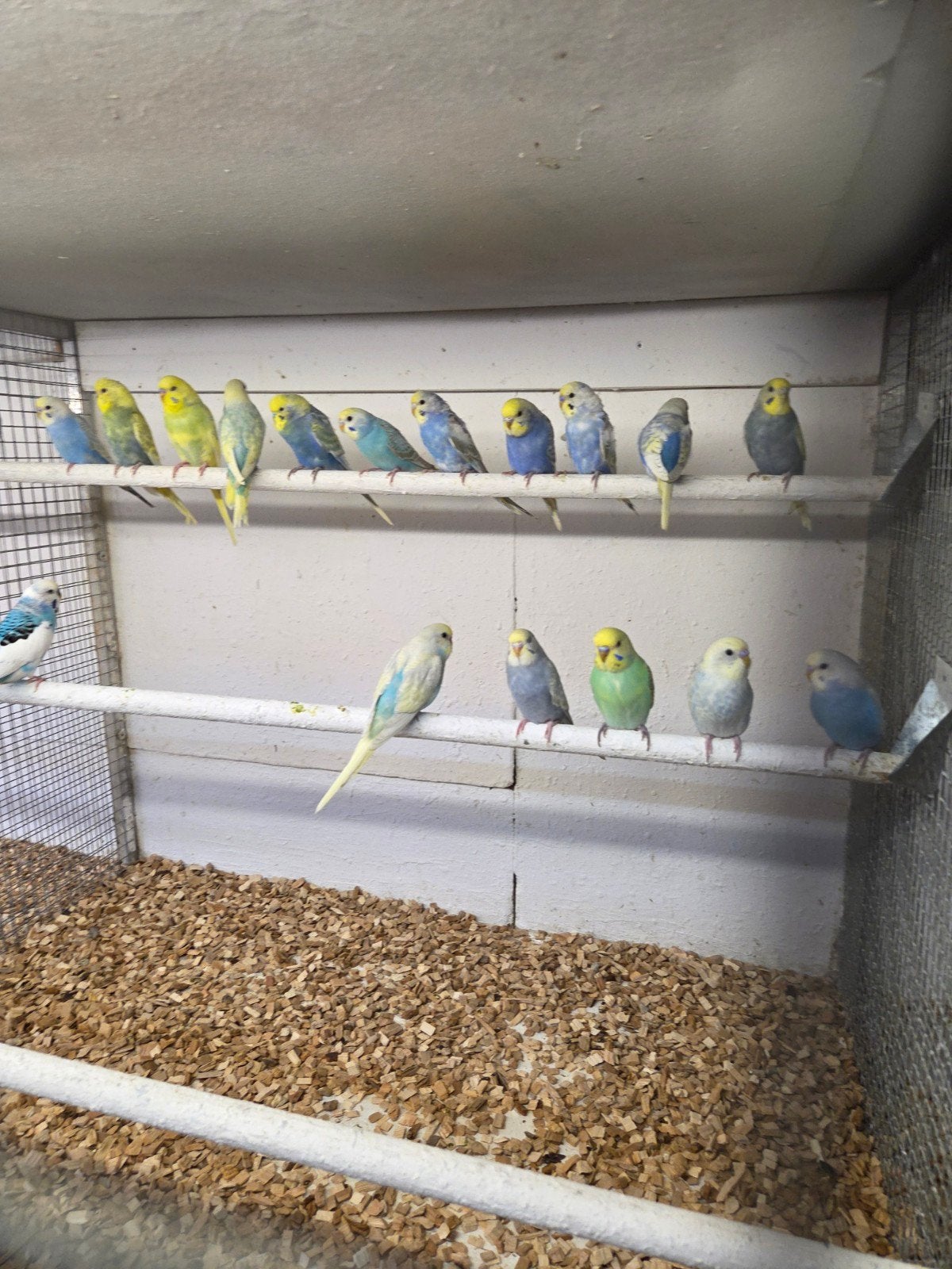 regenboog parkieten, Dieren en Toebehoren, Meerdere dieren, Parkiet